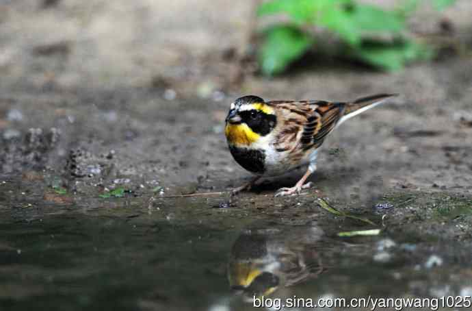 雄性黄喉鹀（3）
