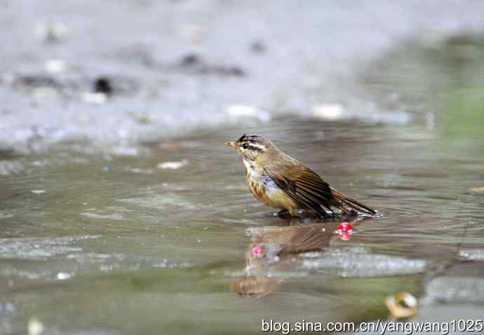 洗浴中的褐柳莺 洗浴中的褐柳莺