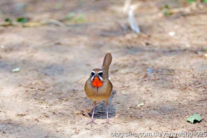 北京天坛公园的鸟类——雄性红喉歌鸲（1）