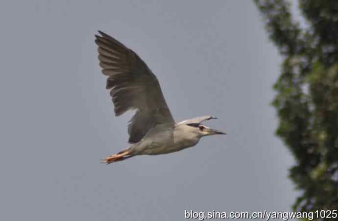 飞（海鸥与夜鹭） wbr2