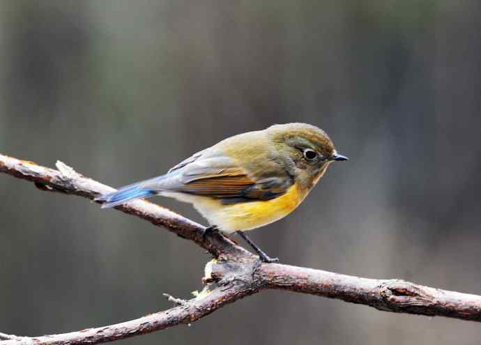 雌性红胁蓝尾鸲(14) 雌性红胁蓝尾鸲(14)