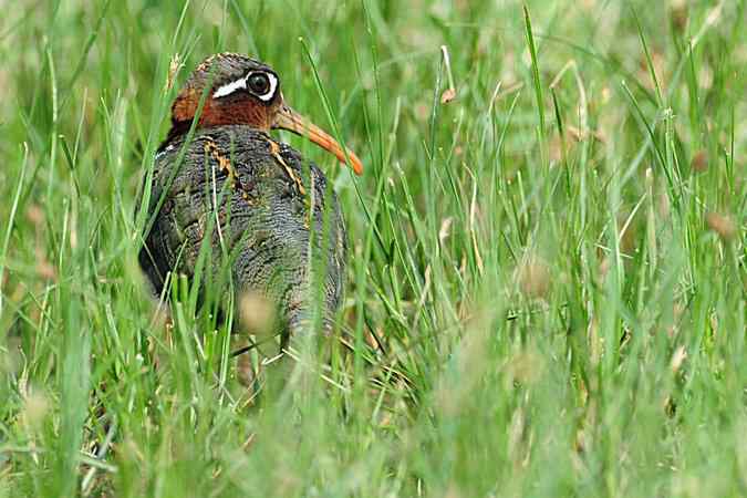 再上衡水湖 wbr续拍明星鸟