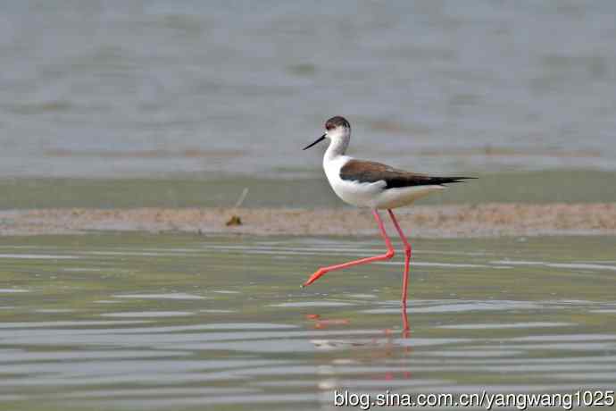黑翅长脚鹬（7）