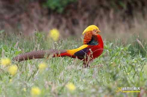 发一组鈥満旄菇跫︹