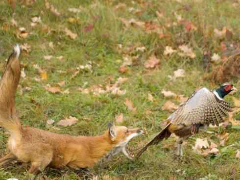 狈：传说的兽原型探秘（狐）