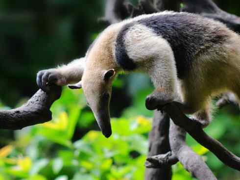 盘点十二大著名食蚁动物:食蚁兽 盘点十二大著名食蚁动物:食蚁兽