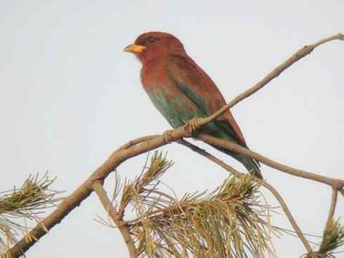 绝色攀禽：佛法僧目之三宝鸟