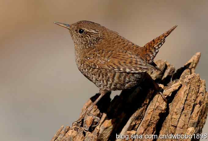 精灵般的小鹪鹩 精灵般的小鹪鹩