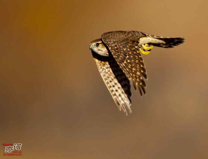 达里湖拍鸟——灰背隼