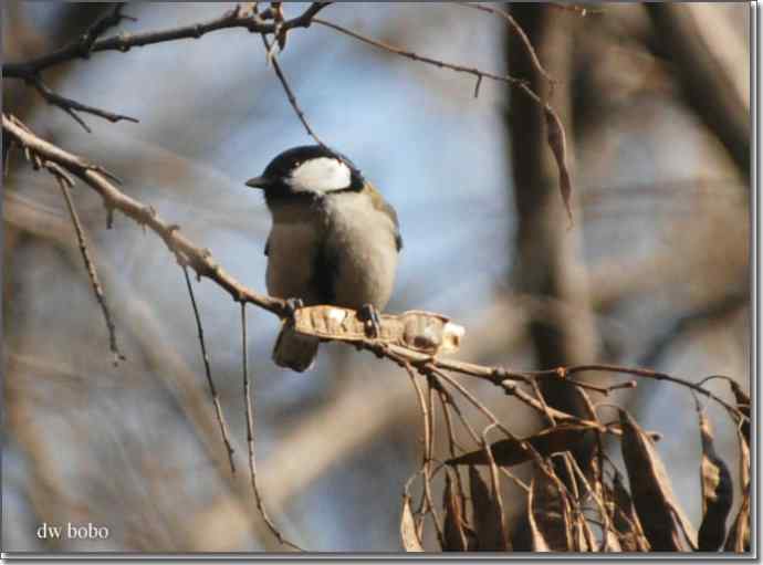 辞旧岁 wbr黄喉鹀添彩儿