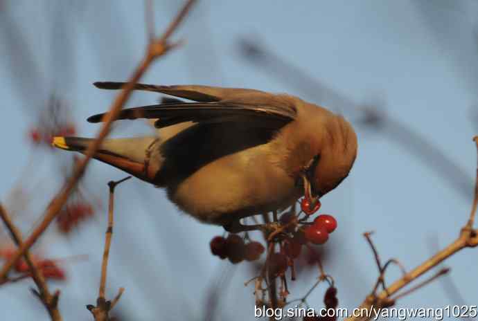 太平鸟（抓拍）3