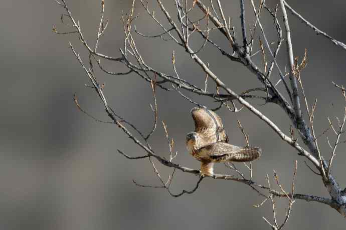 赏图鈥斺斕嵘诤奈幕