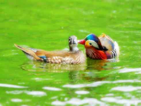雁鸭之最之二 雁鸭之最之二