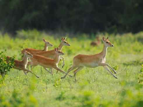 麒麟：传说的兽原型探秘（梅花鹿）