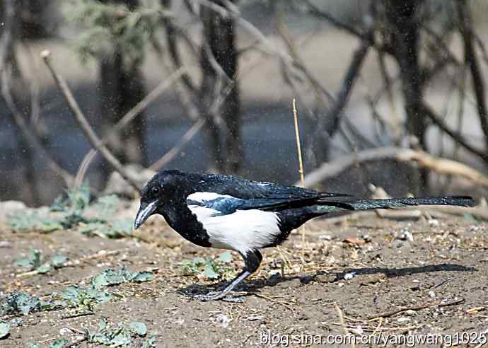 舒适的淋浴（花喜鹊）
