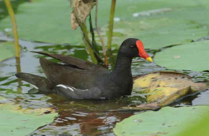 再拍黑水鸡(纪实)2 再拍黑水鸡(纪实)2