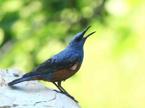 绝色攀禽：佛法僧目之佛法僧