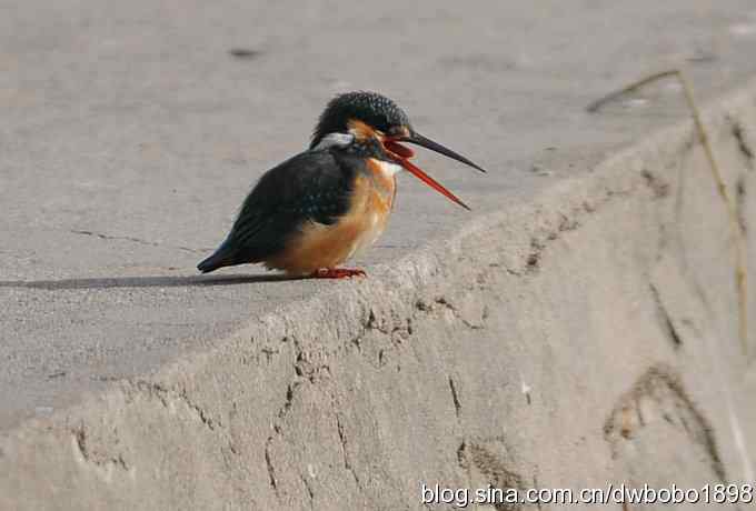 新年第一炮：小翠抓虾