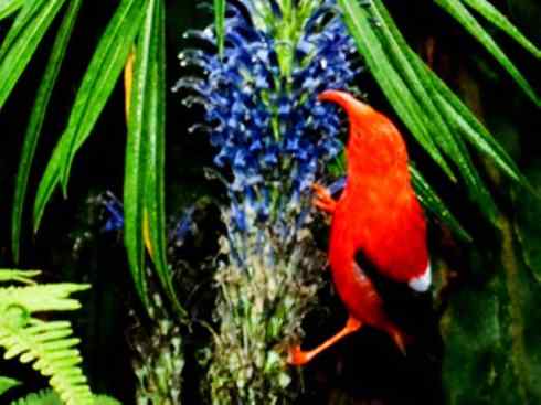 极品红色鸟类：镰嘴管舌鸟