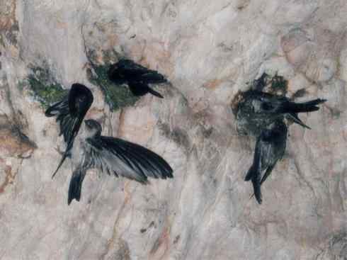 十大鸟类建筑师之一（家燕、金丝燕）