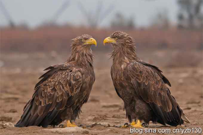哥俩好鈥斺敽５裥值埽ㄗ橥迹11张图片）