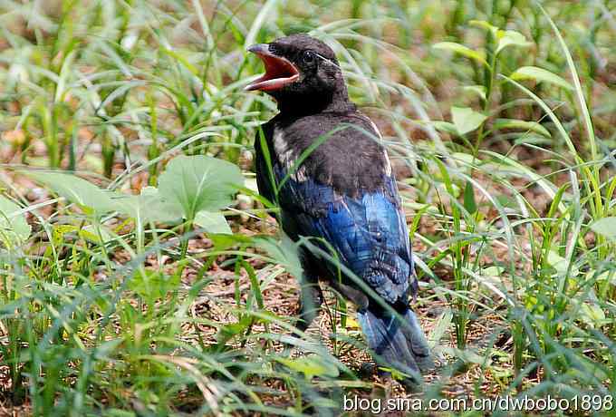 端午天坛生态掠影