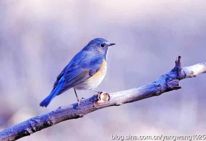 北京天坛公园的鸟类——雄性红胁蓝尾鸲（11）