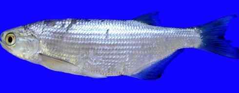 鱼类活化石：月眼鱼