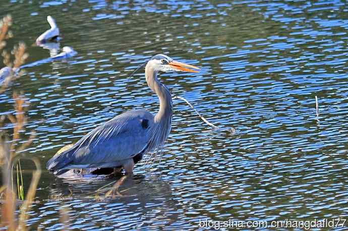 大蓝鹭（4）