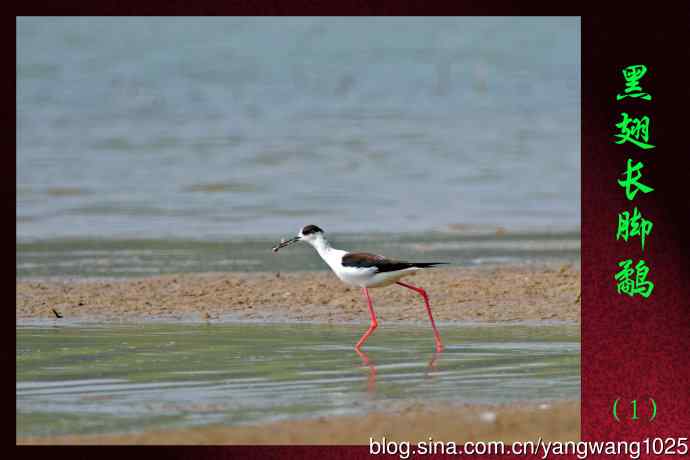 黑翅长脚鹬（1）
