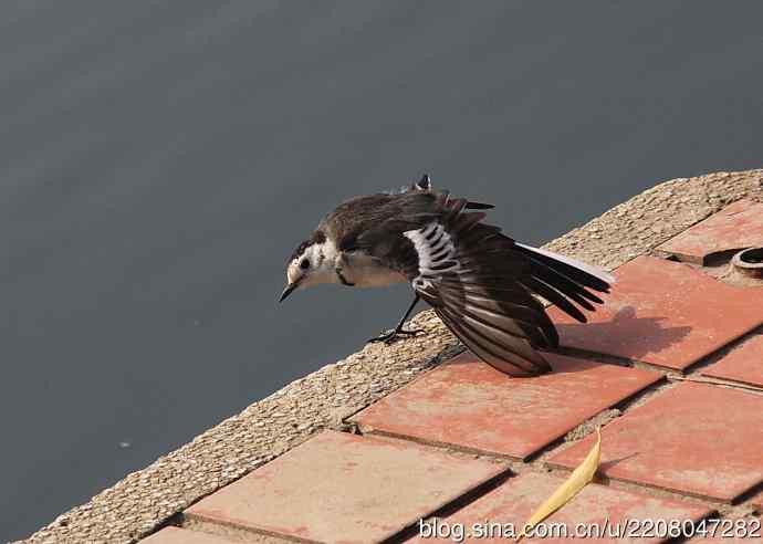 151.圣诞节送上12月份拍新鸟 151.圣诞节送上12月份拍新鸟