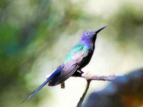 雀鸟也彪悍：别拿豆包不当干粮（蜂鸟）