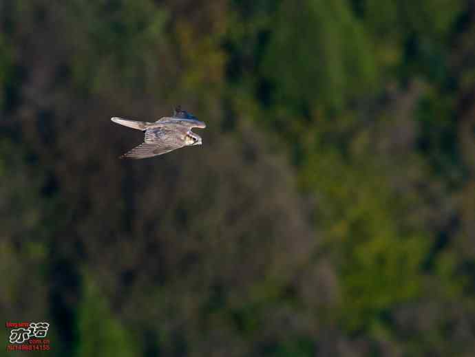 北京西山&nbsp;wbr路&nbsp;wbr金秋观猛