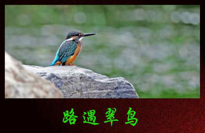 路遇翠鸟