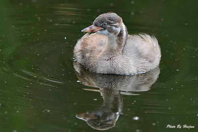 鸟鸟平等 wbr wbr决不搞鸟族歧视