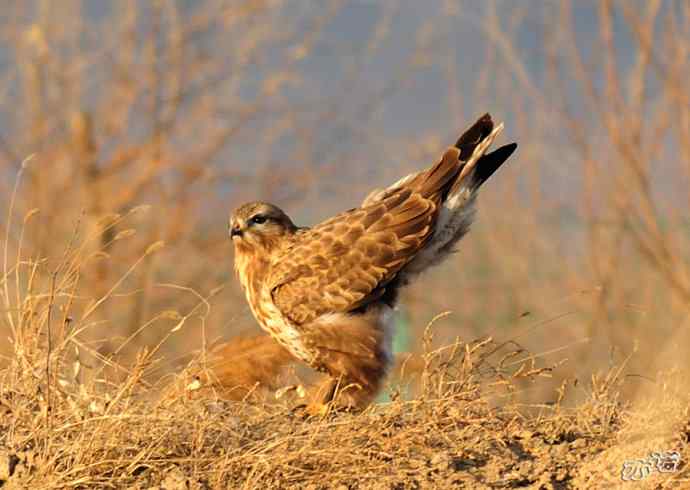 官厅水库&nbsp;wbr路&nbsp;wbr毛脚鵟