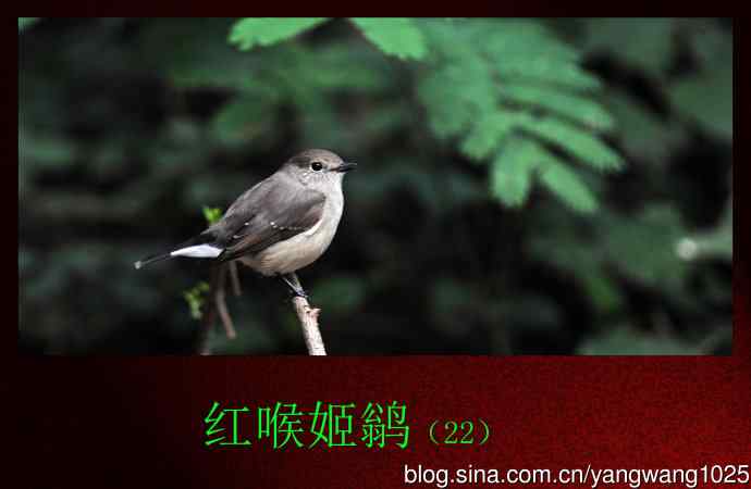 红喉姬鹟(22) 红喉姬鹟(22)