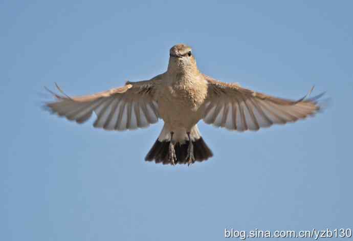悬停，是一种尽职尽责（组图，22张图片）