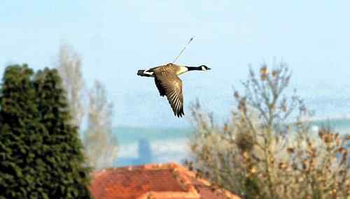 利箭穿胸的鸟坚强 黑额黑雁