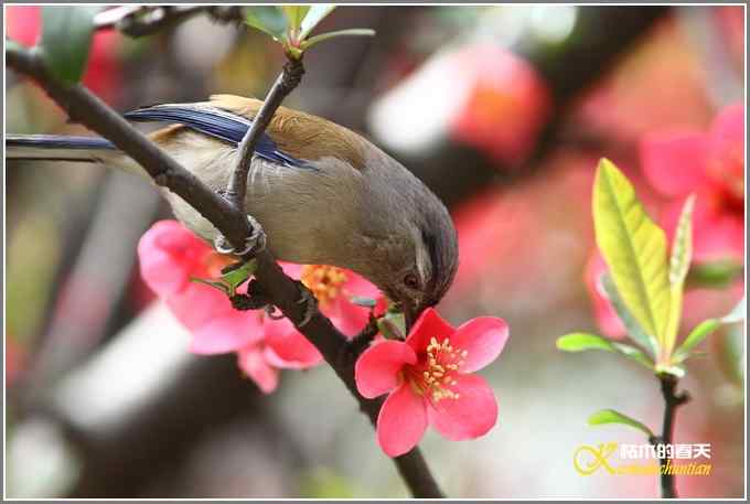 海棠花间的鈥溊冻嵯ｐ题潯菊掌