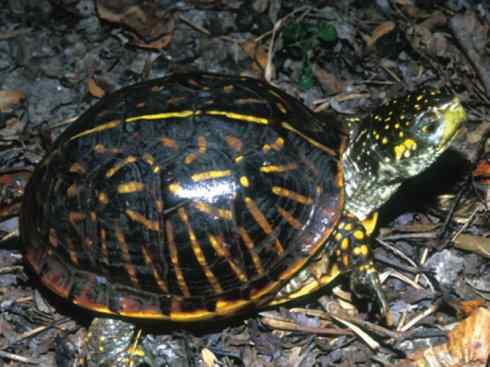 玄武：传说的兽原型探秘（水龟）