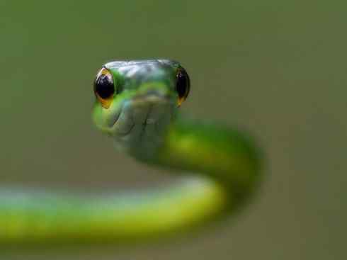 龙：传说的兽原型探秘（树蛇类）