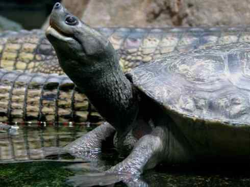 玄武：传说的兽原型探秘（潮龟）