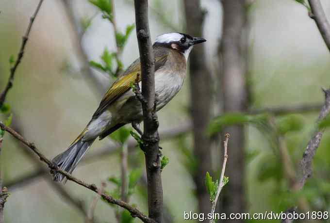 黑喉石鵖很厚道
