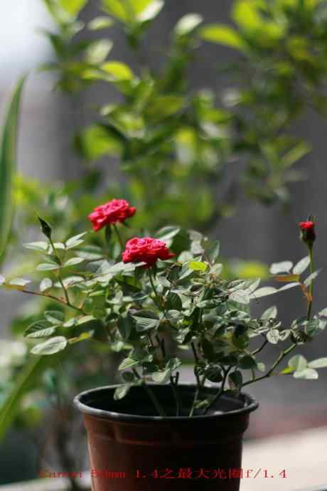 半世纪前尼康Nikkor s 50mm f/1.4 vs 佳能大眼睛50mm f/1.2L