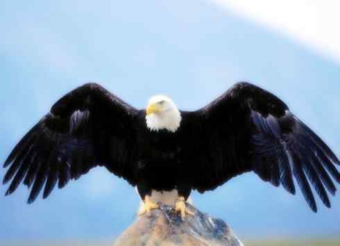 白头鸟系列：另类的美丽12