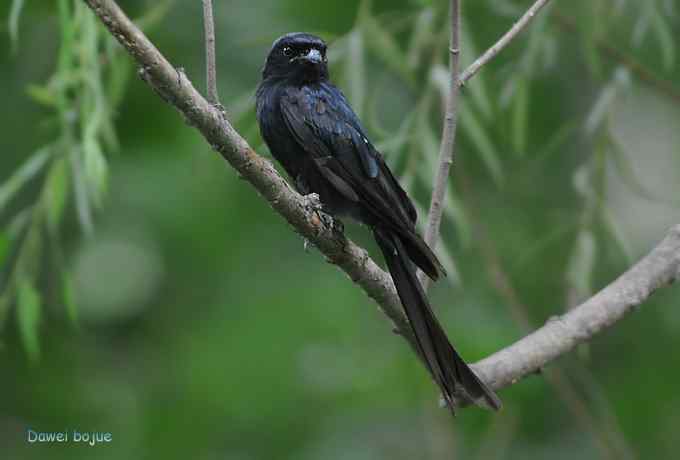 黑卷尾和疑似灰暗鹃鵙(雌) 黑卷尾和疑似灰暗鹃鵙(雌)