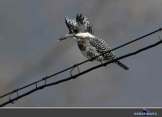 黑鹳和鱼狗 黑鹳和鱼狗