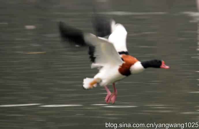 雨前、雾中拍水禽（十月十日杂片纪实）