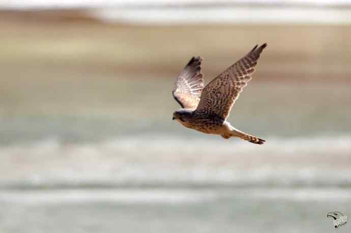 永定河峡谷的红隼